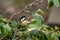 Coal Tit Bird in a Camellia Bush