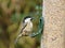 Coal tit on bird feeder