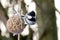 Coal tit bird on nuts seeds in meshed bag. Small passerine in grey black on suet treat feeder