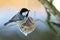 Coal tit bird on nuts seeds in meshed bag. Small passerine on suet treat feeder during winter