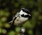 Coal tit with closed beak and white, black and yellow feathers  is sitting on iron ball.