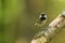 The coal tit or cole tit, (Periparus ater) sitting on the branch