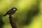 The coal tit or cole tit, (Periparus ater) at the tip of the branch