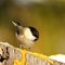 Coal tit coming to feed on lard