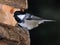 Coal Tit at the entrance of a bird house