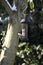 Coal Tit feeding from a garden bird feeder