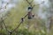 Coal tit and great tit feeding