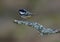 Coal Tit on a Lichen covered perch