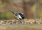 Coal Tit - Parus ater