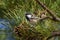 Coal Tit Parus ater