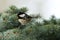 Coal Tit (Parus ater)