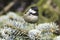 Coal tit (Parus ater) on a fir branch