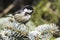 Coal tit (Parus ater) on a fir branch