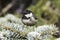 Coal tit (Parus ater) on a fir branch