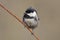 Coal Tit - Parus ater - perched on a branch