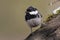 Coal Tit - Parus ater - perched on a branch