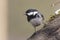 Coal Tit - Parus ater - perched on a branch