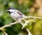 Coal Tit perched on branch of apple tree