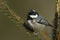 Coal tit perched on a fir tree branch, Vosges, France