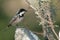 Coal tit perching on the blue-white stone with nice green blured background