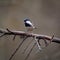 Coal tit Perching in woodland