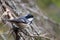 Coal Tit (Periparus ater)