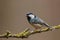 Coal tit (Periparus ater)