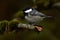 Coal tit, Periparus ater in close-up