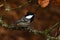 Coal tit, Periparus ater in close-up