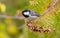 Coal Tit, Periparus ater, Coal Titmouse. A bird sits on a branch of a thuja