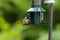 Coal tit, periparus ater, perched on a bird feeder