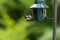 Coal tit, periparus ater, perched on a bird feeder