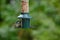 Coal tit, periparus ater, perched on a bird feeder