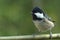 Coal Tit Periparus ater sitting on a twig. copy space.