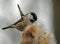 Coal tit picking seeds from a bull rush