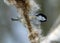 Coal tit picking seeds from a bull rush