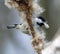 Coal tit picking seeds from a bull rush