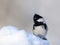 Coal Tit in snow