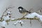 Coal tit on snowy branch