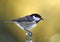 Coal tit on a snowy fir branch