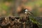 A coal tit stands on a mossy tree stump in a woodland