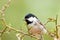 Coal Tit on Thorny Branch