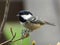 Coal tit on a tree branch
