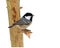 The coal tit on a twig