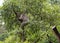 Coala bear sleeping in a tree