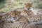 Coalition of Cheetahs laying in the sand