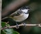 Coaltit on lilac tree branch in urban house garden.