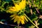 Coarse blur, background and sideview of double headed yellow sunflower on a hairy stalk.