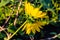 Coarse blur, background and sideview of double headed yellow sunflower on a hairy stalk.