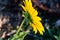 Coarse blur, background and sideview of single yellow sunflower on a hairy stalk.